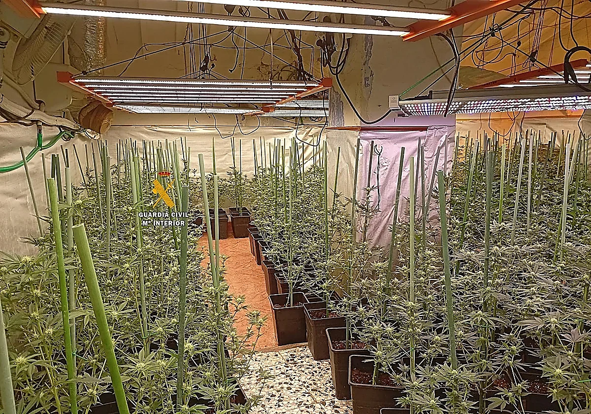 Axarquía marijuana plantation discovery leads to two arrests