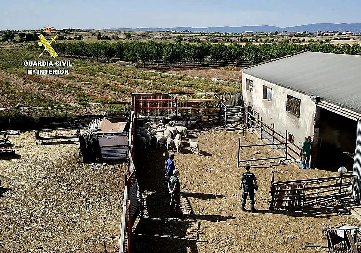 Toledo butcher arrested as over 200 sheep and goats seized in illegal slaughter investigation