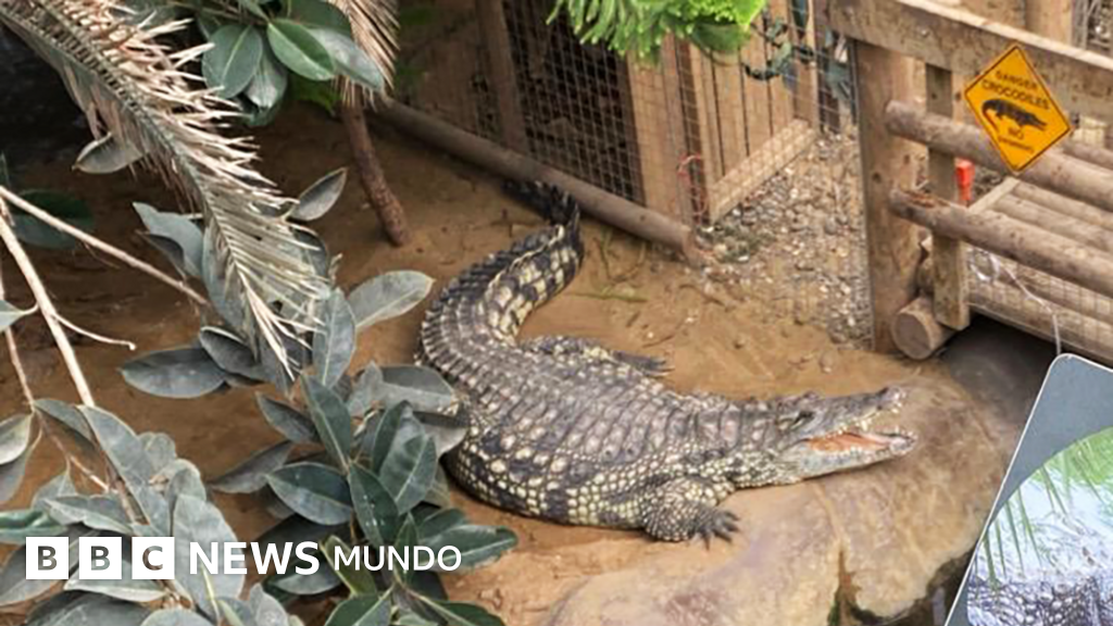 El caso del niño de 3 años que acabó en el foso de los cocodrilos de un zoológico de Reino Unido