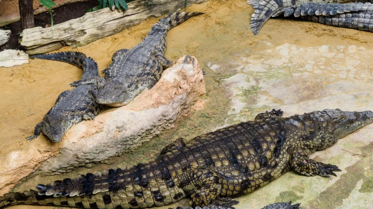 Un niño de 3 años, gravemente herido tras ser arrojado al foso de los cocodrilos en un zoológico