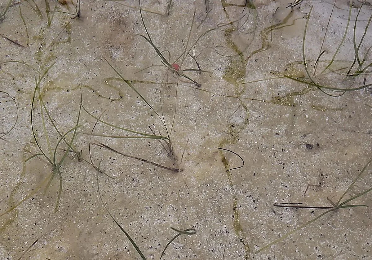 Marine plants grown in greenhouses in Rincón de la Victoria to be planted in the Mediterranean this summer
