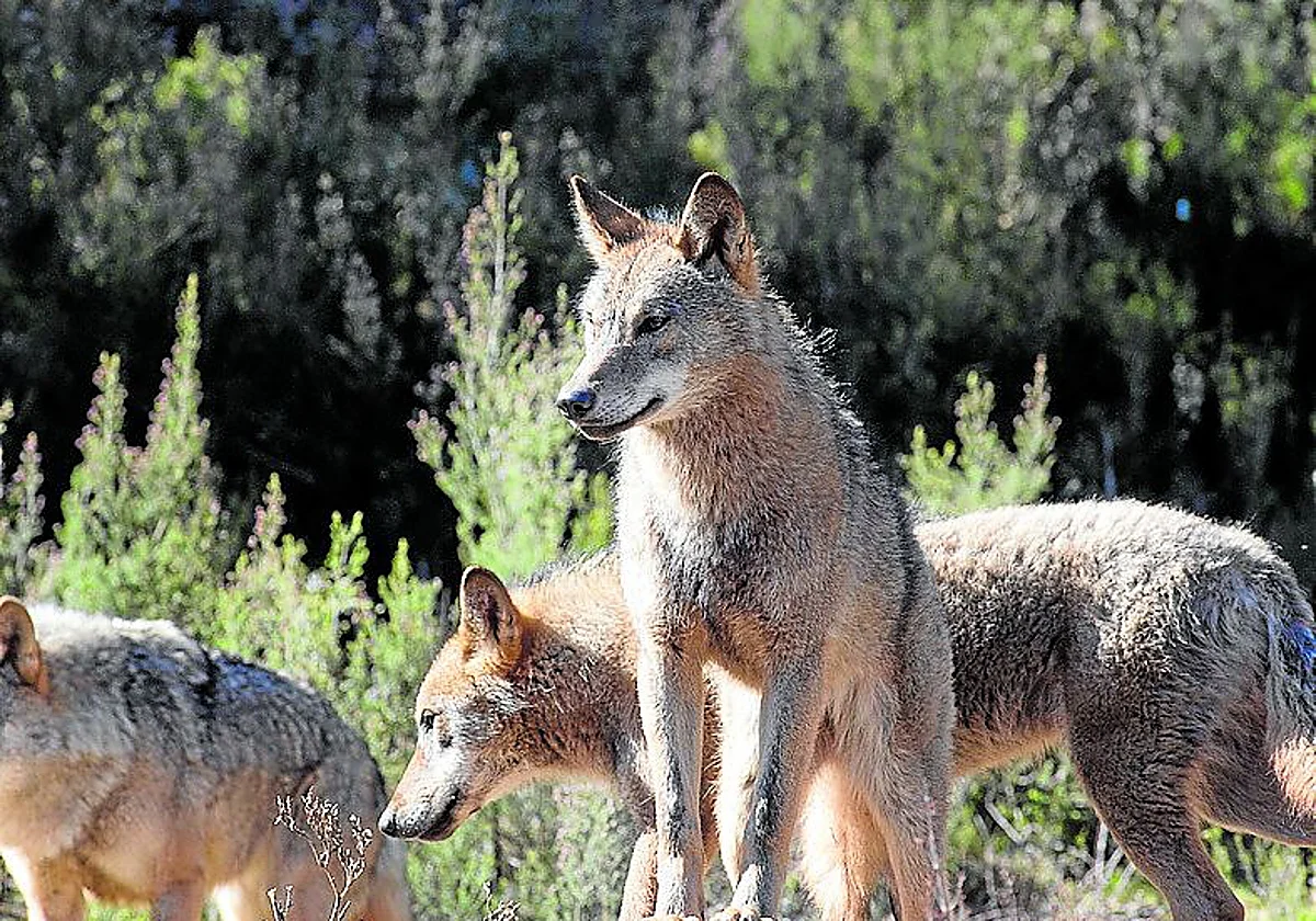 El lobo se podrá volver a cazar en España