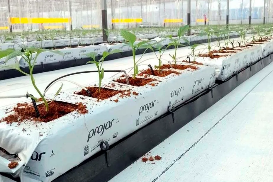 El grupo de sustratos Projar encarga a EY buscar un comprador
