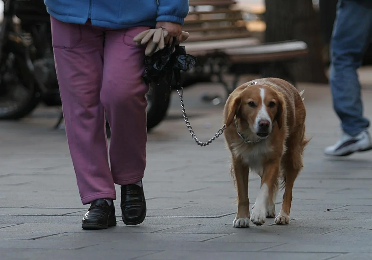 Los veterinarios piden eliminar los petardos en fiestas como la noche de San Juan