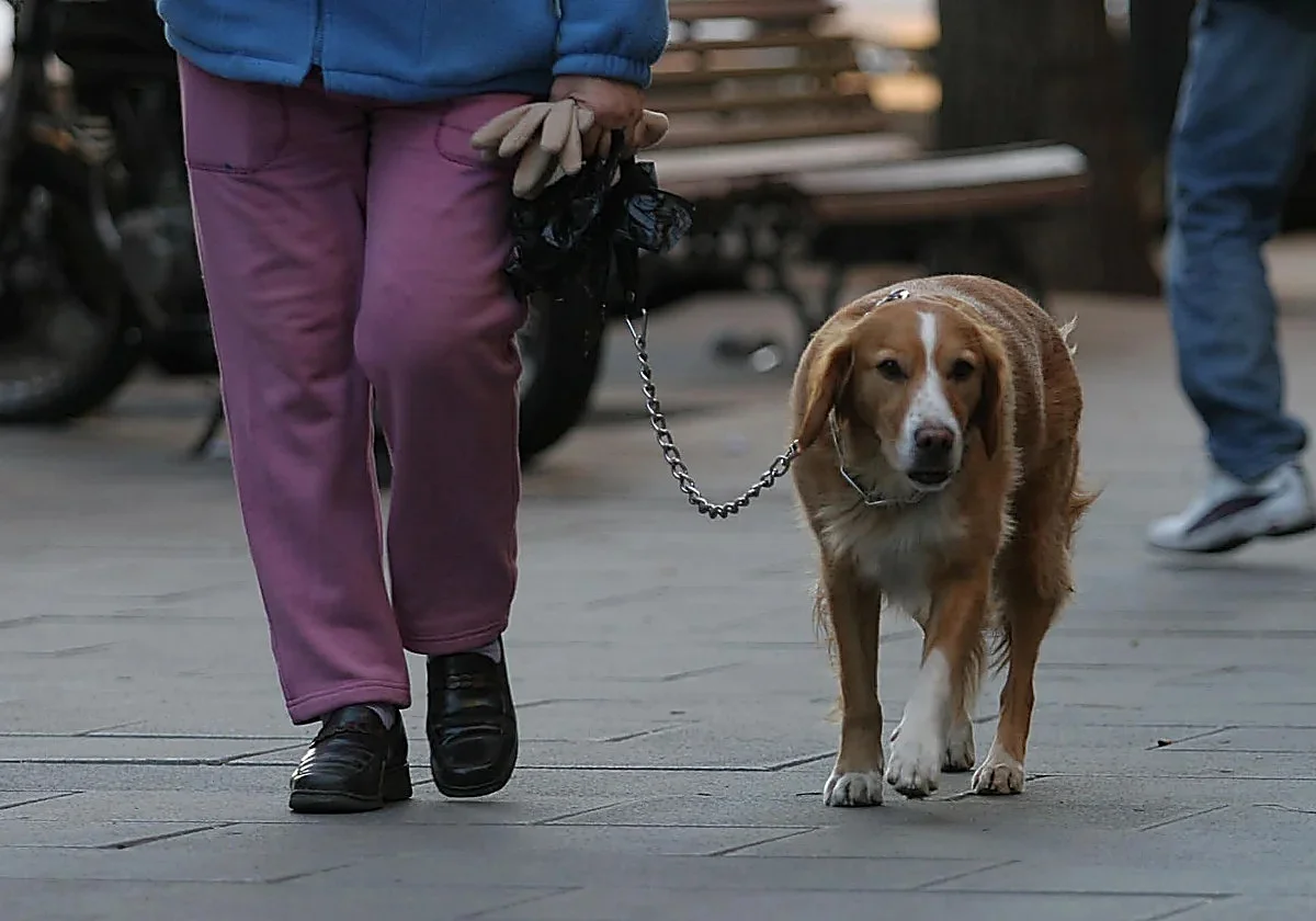 Malaga vets urge end to fireworks during celebrations like San Juan