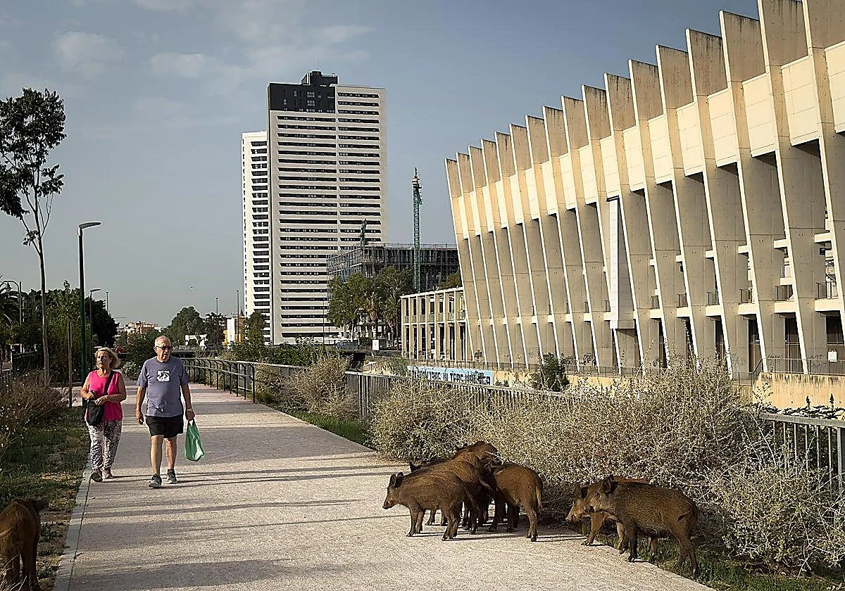 Malaga awards contract to control presence of wild boar and feral pigs with archers