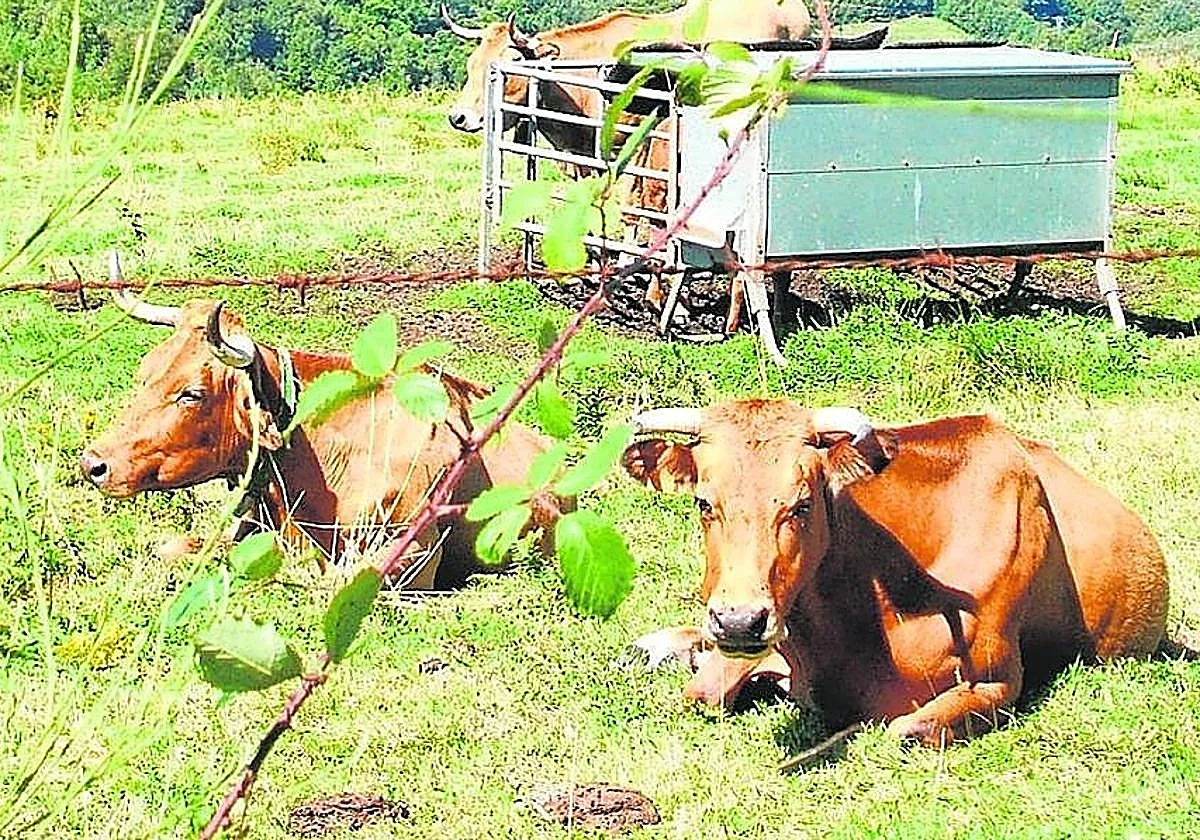 Un andaluz adopta a dos vacas como mascotas para salvarlas del matadero