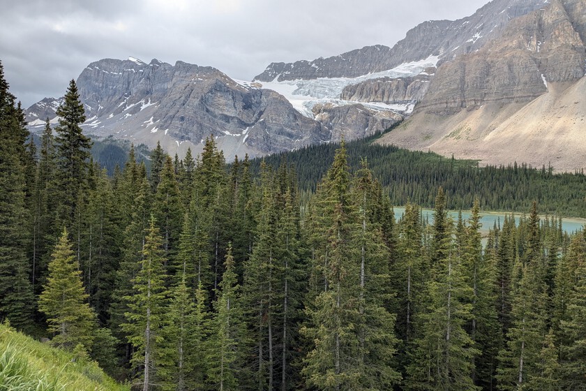 Italia plantó millones de abetos para proteger los Alpes. 90 años después han descubierto que la biodiversidad se ha reducido a la mitad