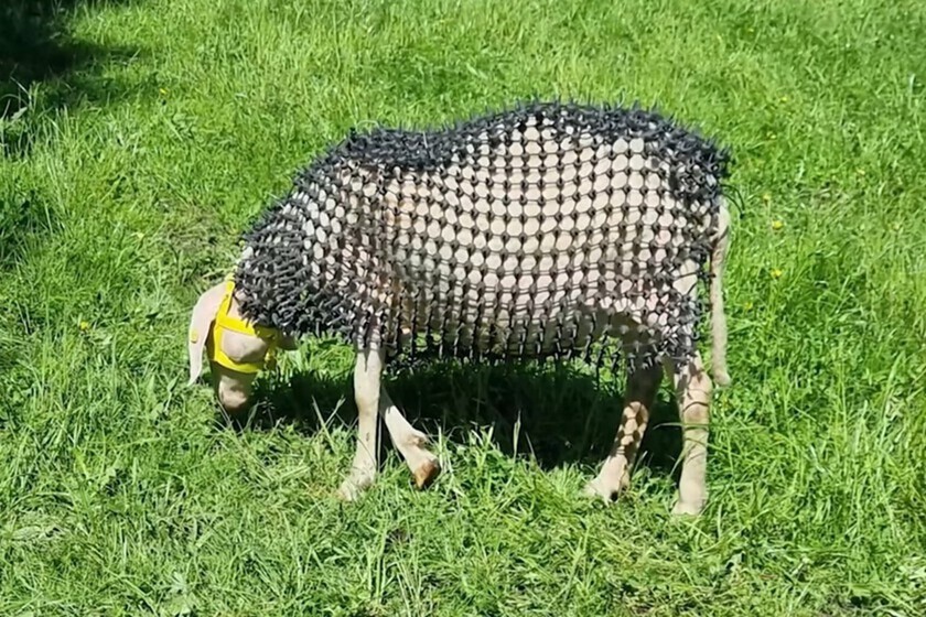 Lo último que esperábamos ver en la "guerra contra el lobo" era esto: ovejas acorazadas