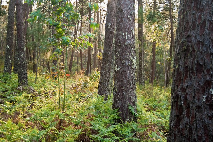 España plantó millones de eucaliptos para tener madera barata. 90 años después, hemos confirmado que son un desierto verde