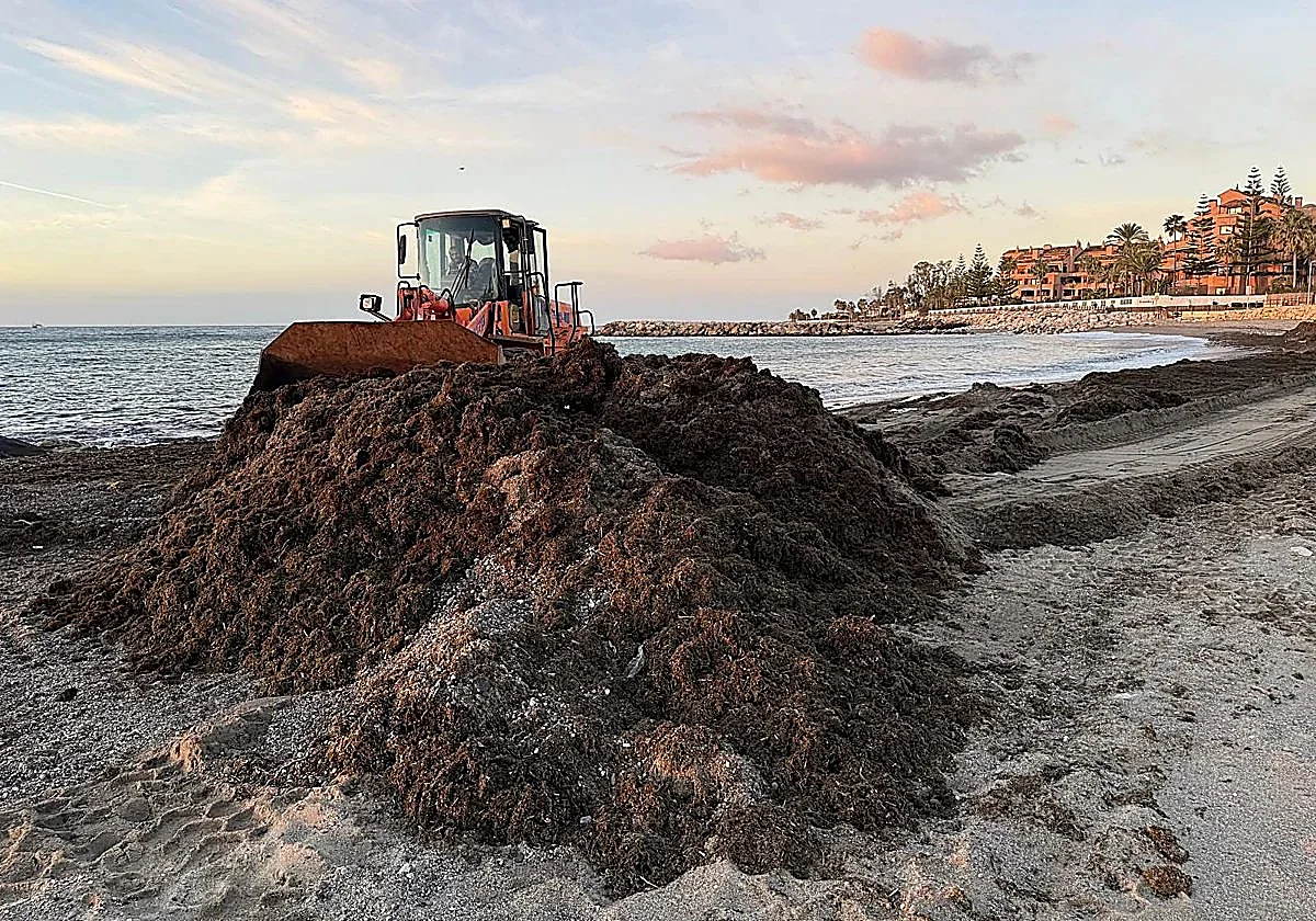 Marbella ha retirado este año una media de 1.500 toneladas de algas al mes