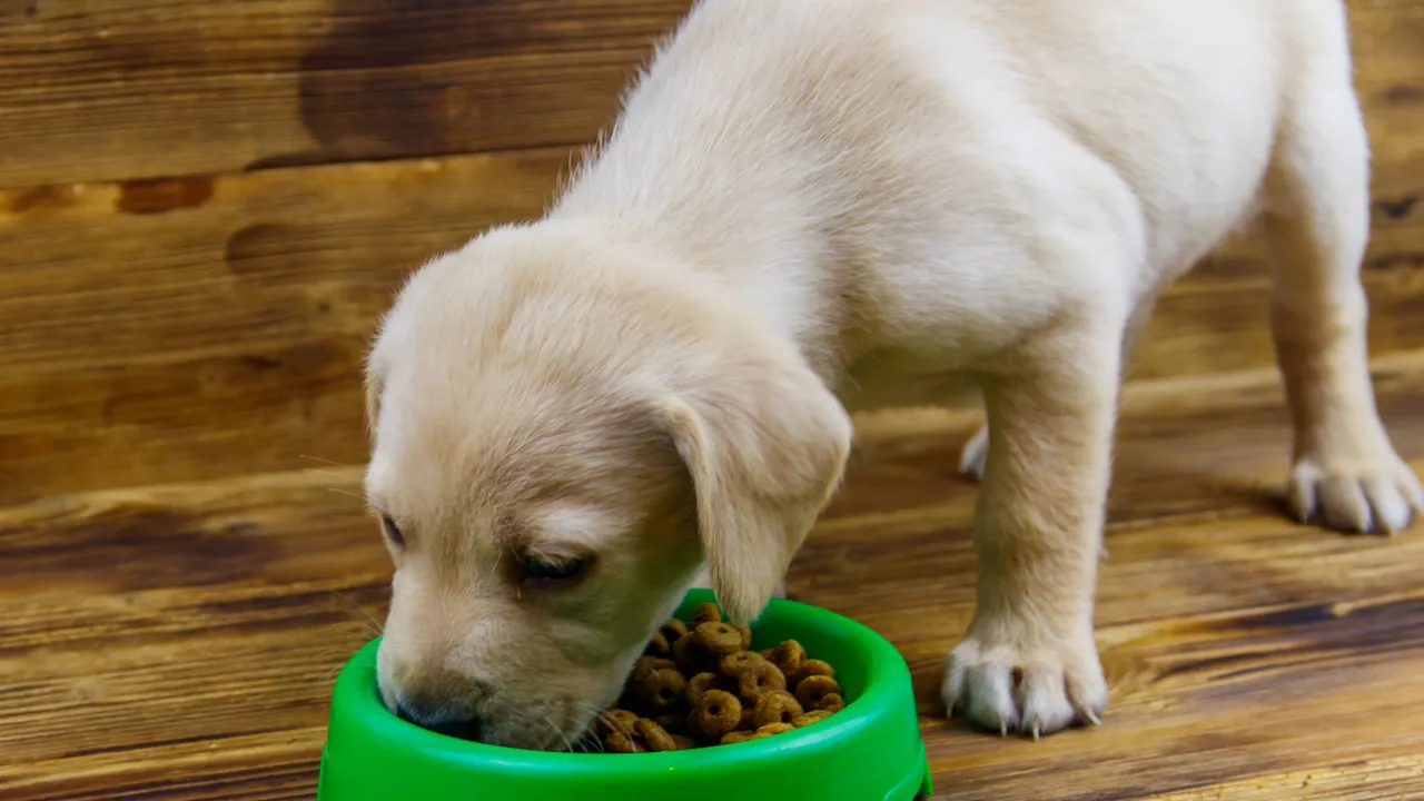 Hay microplásticos hasta en el alimento para mascotas: esto fue lo que descubrió un estudio