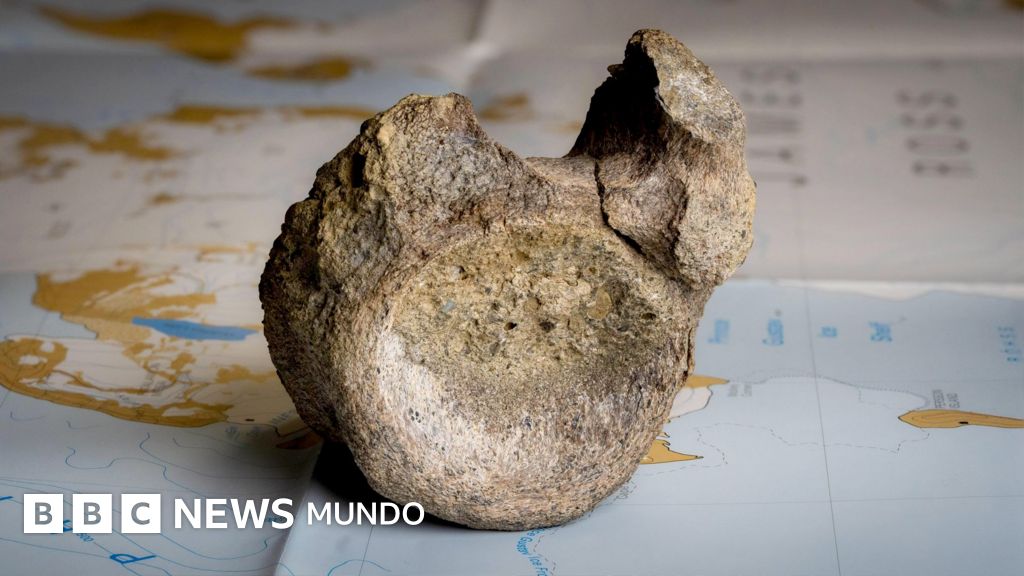 Encuentran el primer hueso de un dinosaurio de la Antártida... en un cajón