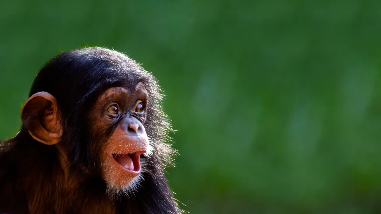 Los simios llevan 15 millones de años riendo como nosotros