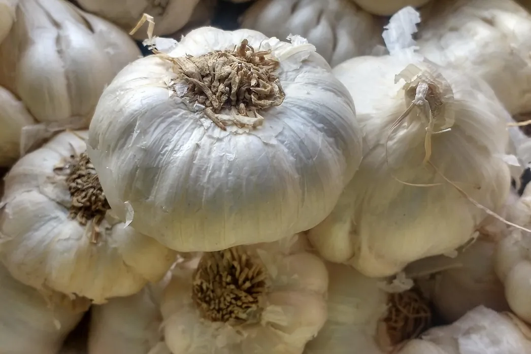 El ajo alarga la vida en ratones