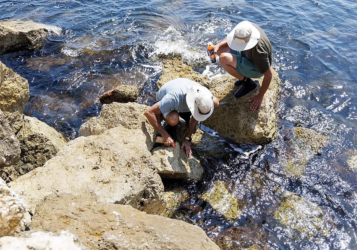 Comienza el traslado de las lapas protegidas para hacer los espigones de los Baños del Carmen