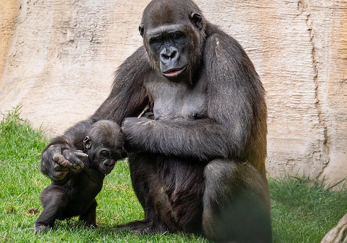 Summer brings a new way to experience BIOPARC Fuengirola after dark