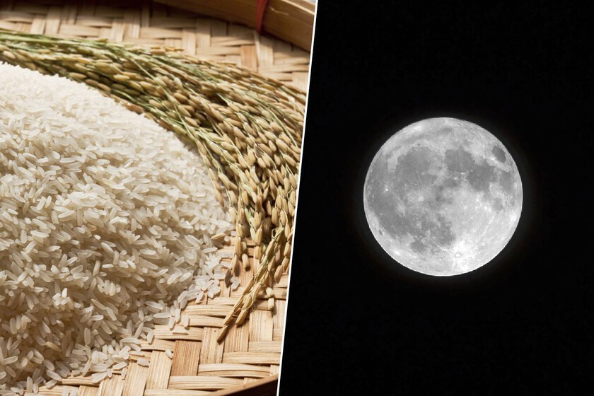 Japón ha encontrado la forma de cultivar arroz en la Luna: solo necesita aire, agua y electricidad