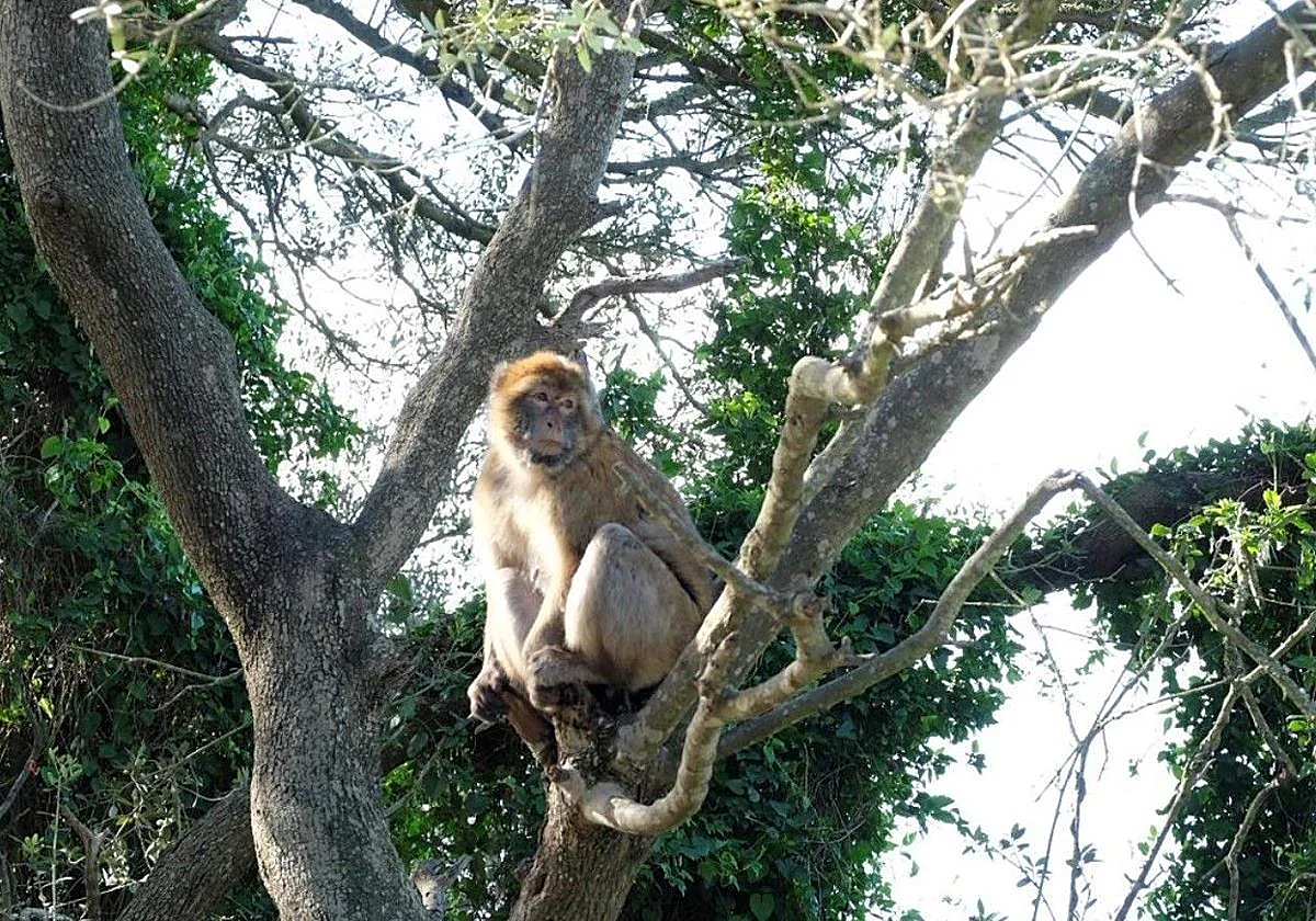 National species to be formally recognised in Gibraltar law