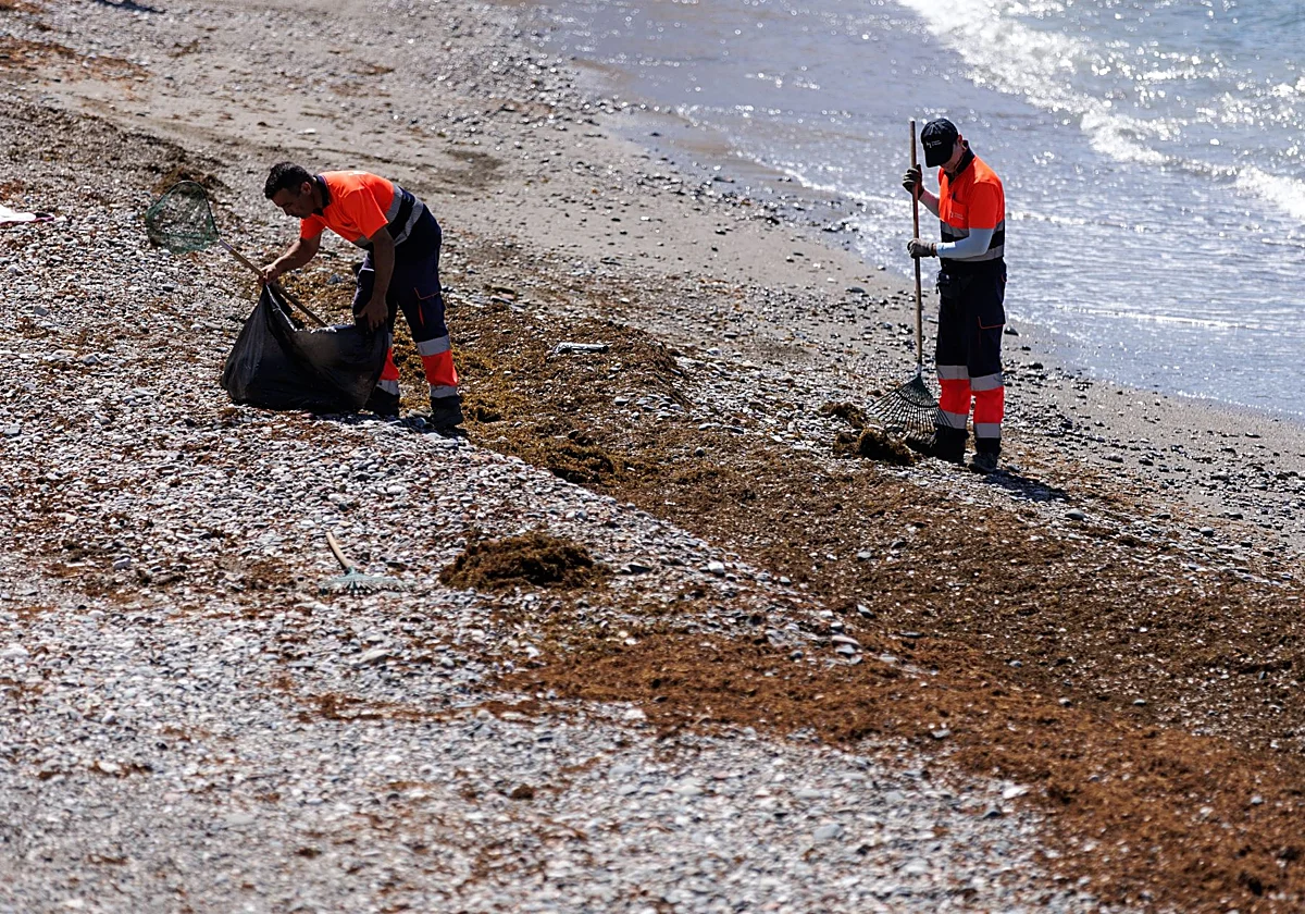 El alga asiática: de invasor silencioso a superalimento para la cría de peces