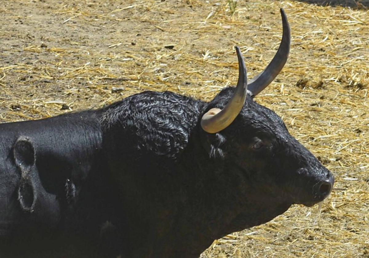 San Fermín 2026: Seis toros negros y dos jaboneros, así son los Fuente Ymbro que abrirán los encierros