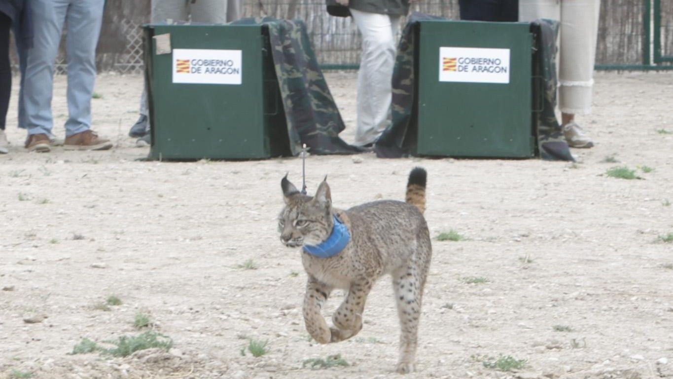 Muere Waka, uno de los linces ibéricos reintroducidos en Aragón: sufrió un fuerte golpe en la cabeza