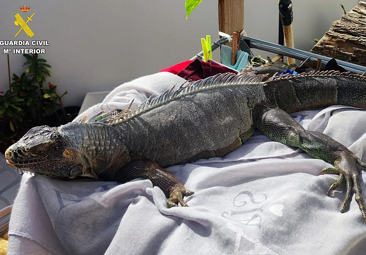 Hallan un cocodrilo durante una redada policial de un barrio de Sevilla