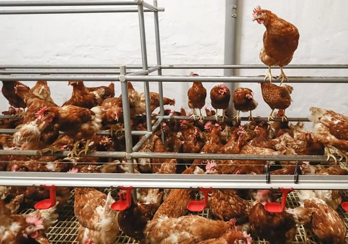 La ola de calor mata «cientos de miles» de gallinas en Francia