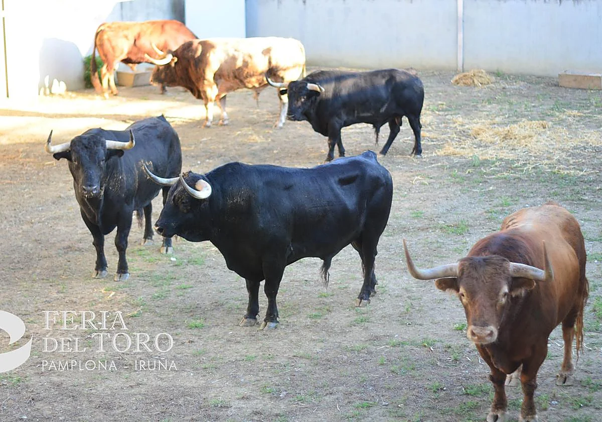 Así son los Victoriano del Río que correrán el tercer encierro de San Fermín