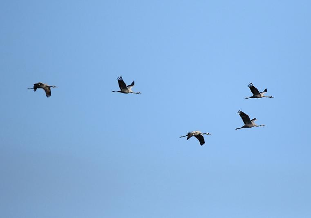 Detectado un positivo de gripe aviar en una granja de Lleida