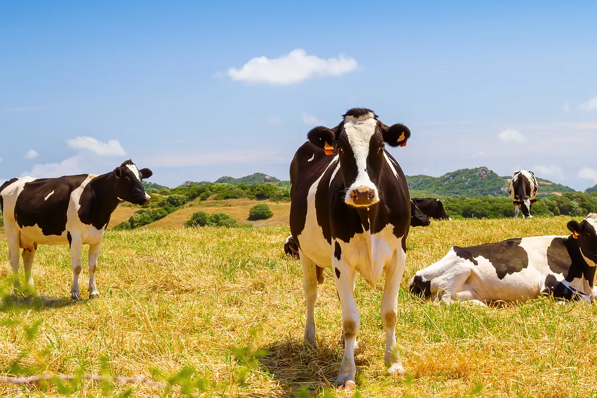 Cómo Nueva Zelanda se convirtió en un laboratorio mundial para vacas respetuosas con el clima