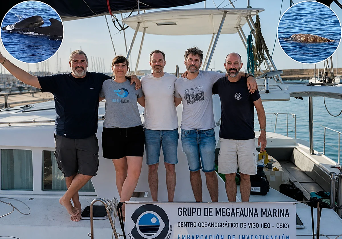 Una campaña del CSIC en el Mar de Alborán realiza 66 avistamientos de zifios, una de las ballenas más esquivas