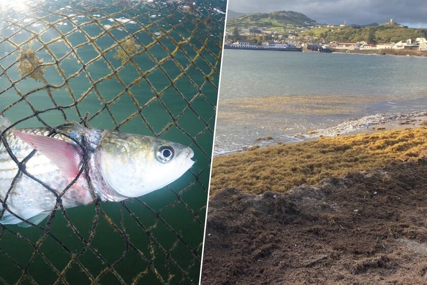 Las costas andaluzas se están llenando de un alga invasora. Resulta que es útil para algo: hacer el pescado más saludable