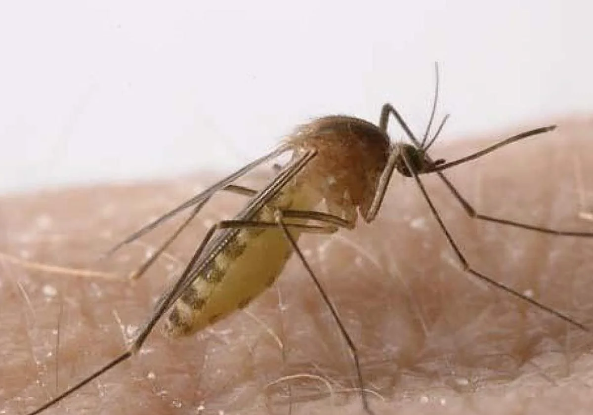 Confirman el primer caso de fiebre del Nilo occidental en personas en Andalucía esta temporada