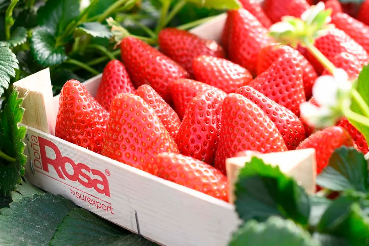 Alantra prepara la venta del grupo de frutos rojos Surexport