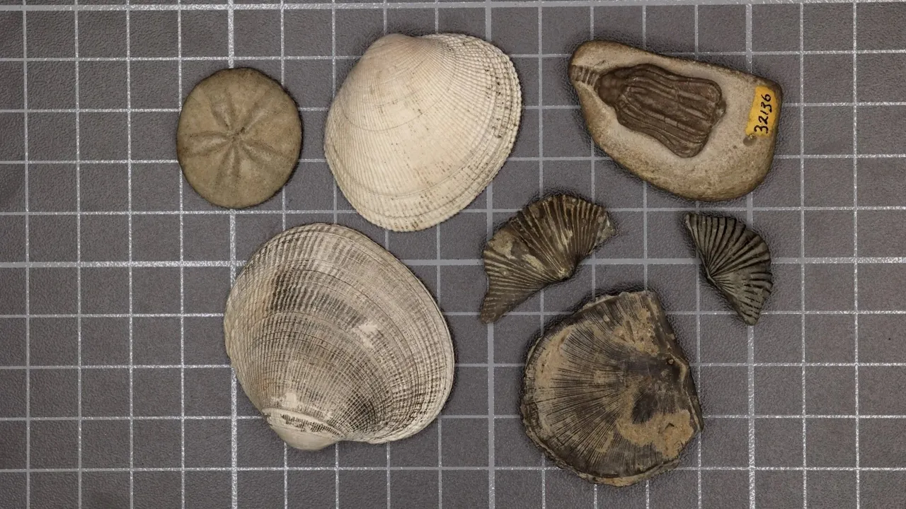 Confirmada: la causa de la extinción masiva más grande en la historia de la Tierra