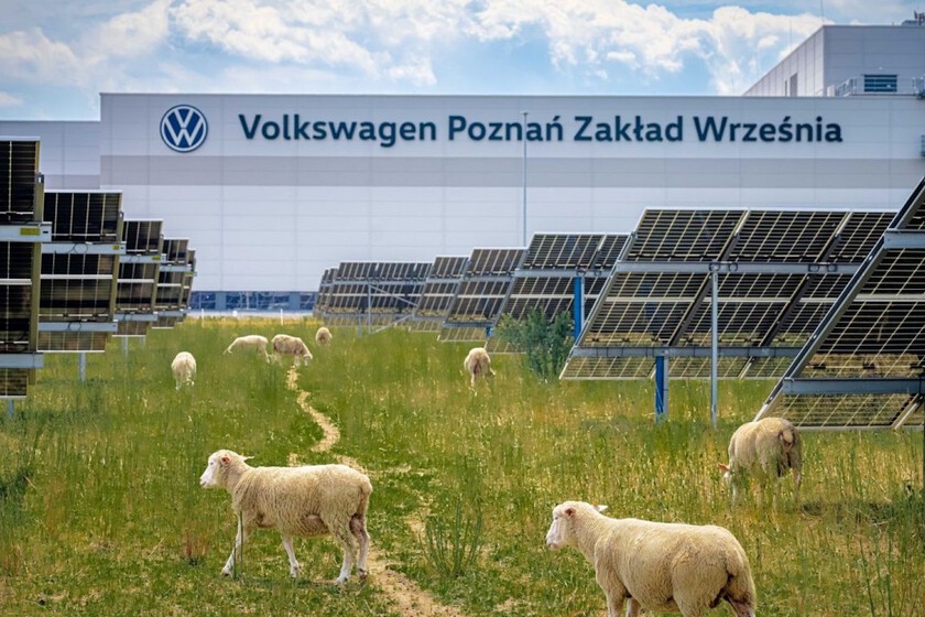 Volkswagen llevó a pastar a un ejército de ovejas bajo 31.000 placas solares. Resulta que empezó a cambiar la forma de producir energía
