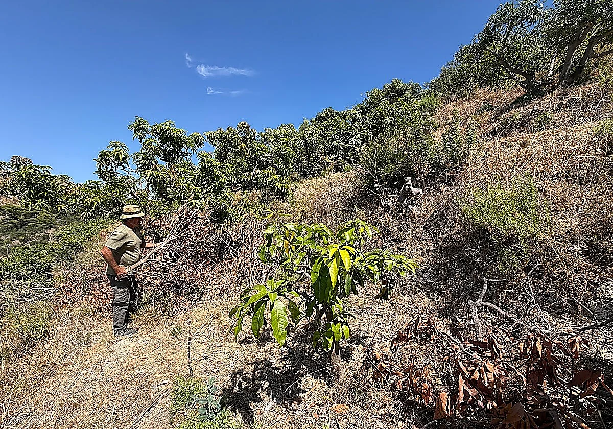 Winter storms have 'ruined' subtropical fruit harvest on Granada province's Costa Tropical
