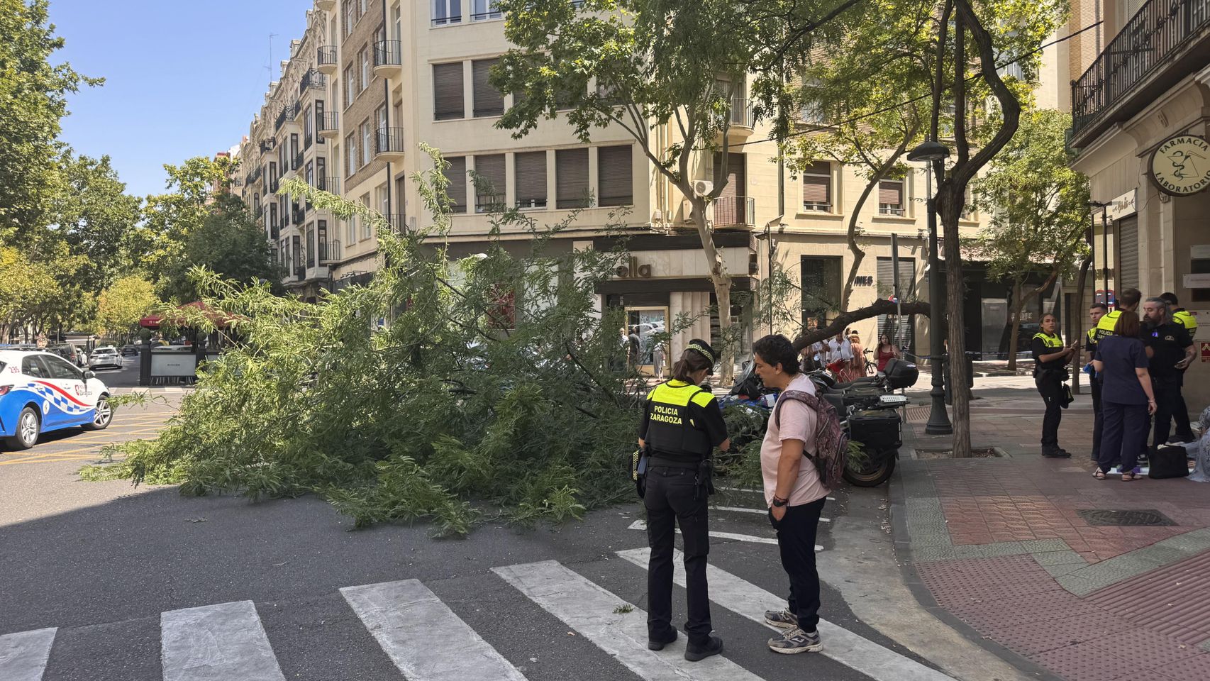 Una rama se desprende de un árbol y golpea en la cabeza a una mujer en pleno centro de Zaragoza