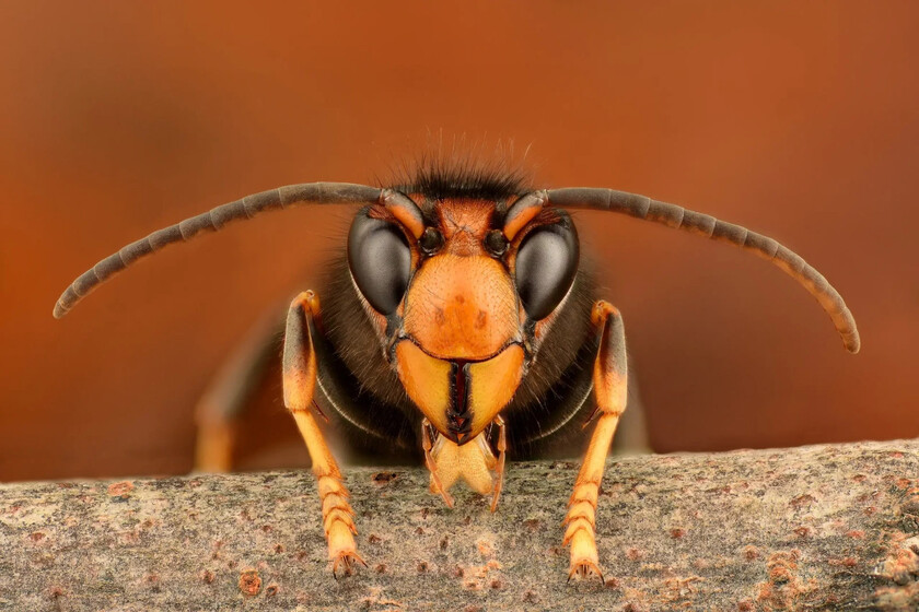 “Estamos luchando contra Satanás”: La guerra de EEUU por salvar a las abejas de la invasión de una criatura asesina