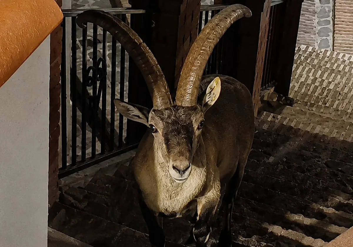 Los machos monteses vuelven a pasearse de madrugada por Canillas de Aceituno