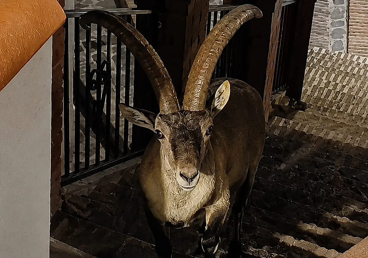 Mountain goats return to Axarquía village to enjoy summer nights out