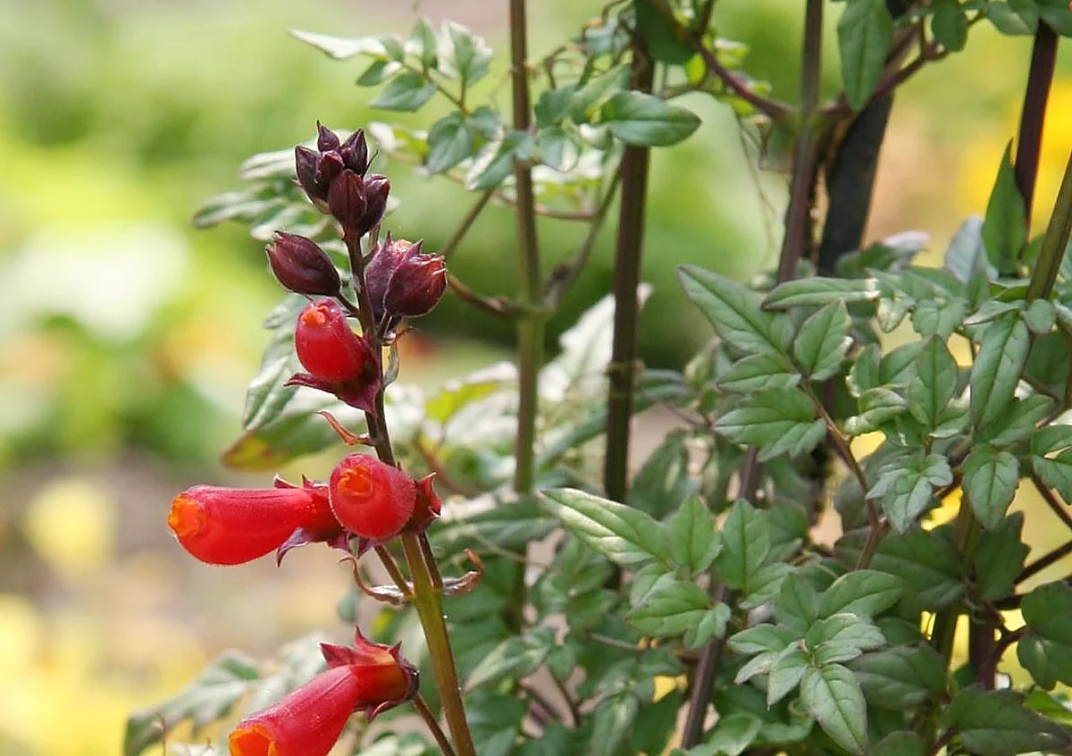 Chilean glory vine