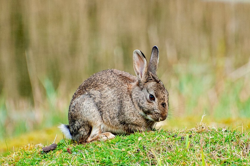 Siempre habíamos creído que todos los conejos de la península ibérica eran el mismo tipo de conejo. Creíamos mal