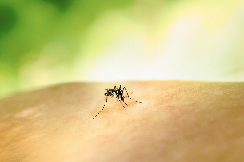 Adiós al mito de la "sangre dulce": la ciencia ya sabe por qué los mosquitos te acribillan a ti y no al de al lado
