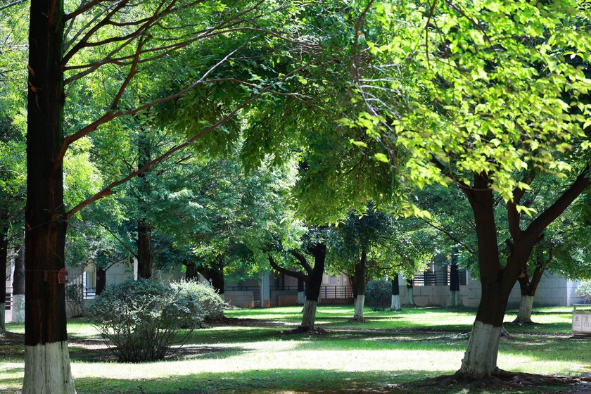 Los expertos creen que nos faltan árboles: "Una zona verde sin arbolado suficiente pierde gran parte de su capacidad para actuar"