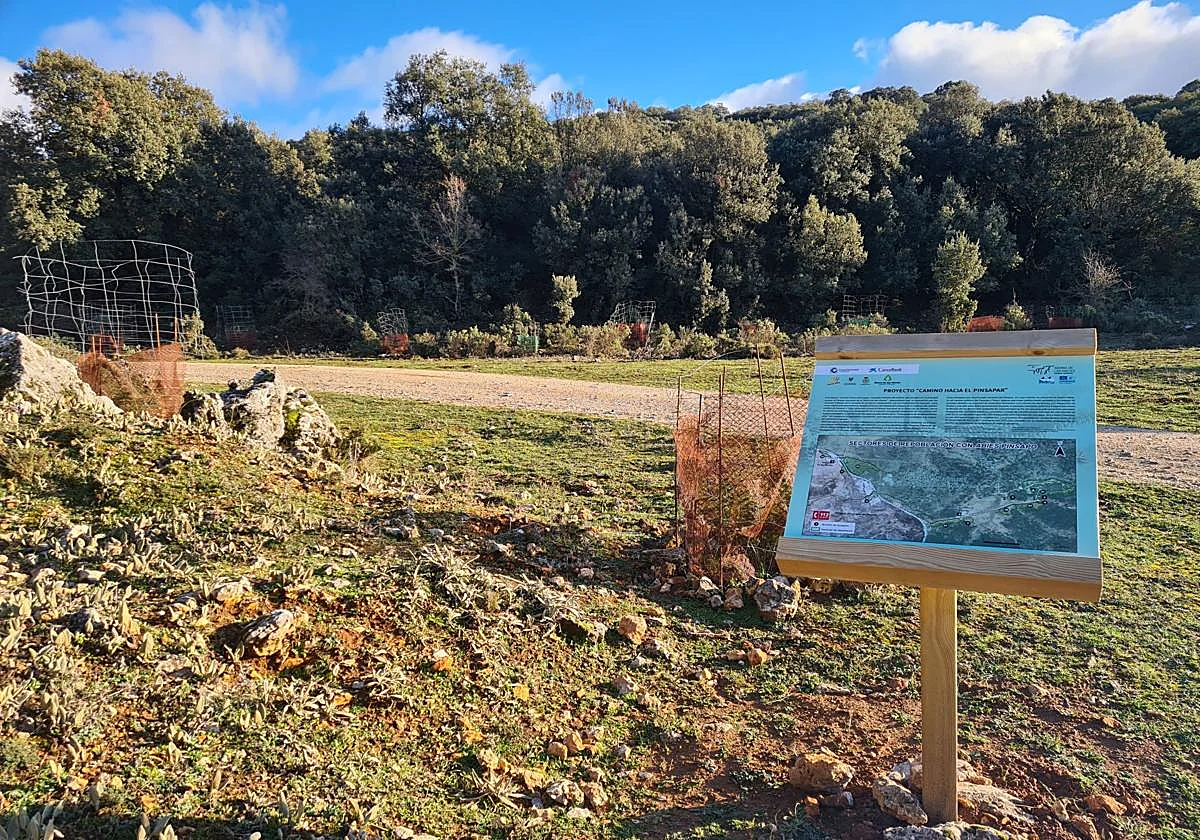 El pinsapar perdido que vuelve a echar raíces en la Sierra de las Nieves