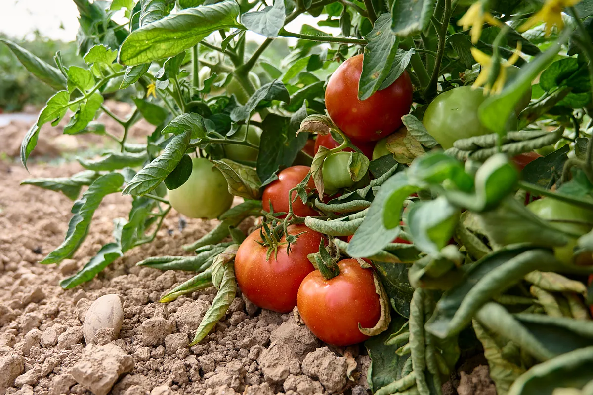 Europa abre la puerta a producir trigo para celíacos y tomates para alérgicos