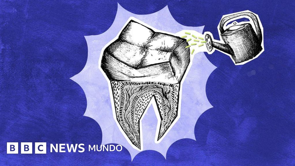 Los científicos que buscan que los dientes que perdemos vuelvan a crecer