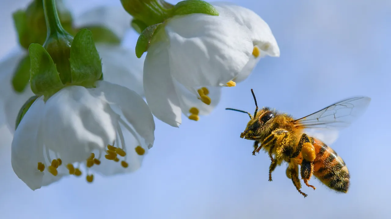 Ciencia mexicana confirma que el veneno de abeja puede potenciar el tratamiento para el Parkinson